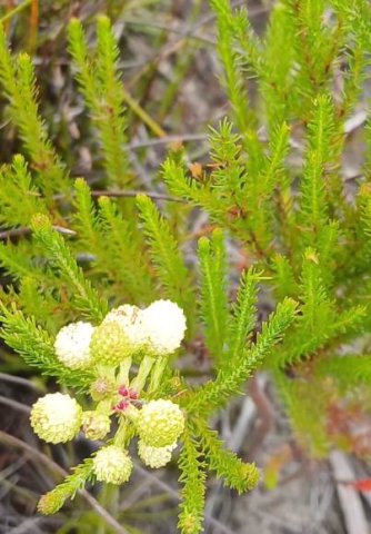 Berzelia abrotanoides young inflorescence